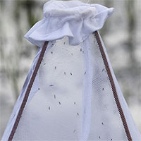 Loại màn ngủ mới có thể khiến muỗi bị liệt cánh