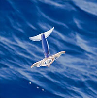 Loài mực không chỉ bơi dưới biển mà còn có thể bay trên không trung