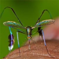 Loài muỗi đẹp nhất thế giới được giới nhiếp ảnh gia săn đón