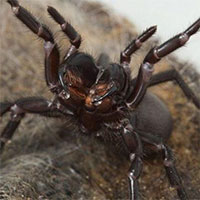 Loài nhện nguy hiểm nhất thế giới có thể tự điều chỉnh nọc độc