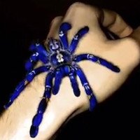Loài nhện tiến hóa thành màu xanh điện quang khác thường