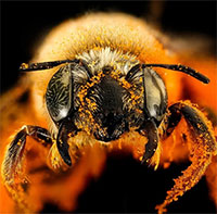 Loài ong cũng có tri giác như con người