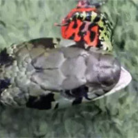 Loài rắn độc chuyên hấp thụ chất độc từ con mồi để đối đầu ếch phi tiêu