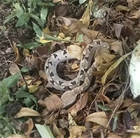 Loài rắn độc nguy hiểm thường gặp tại Việt Nam, được ví như 