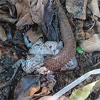 Loài rắn kỳ dị rạch bụng ếch sống để ăn nội tạng