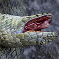 Loài rắn "láu cá" biết giả chết, tự hộc máu như phim