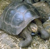Loài rùa quý hiếm Galapagos bước vào mùa sinh sản