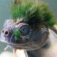 Loài rùa tóc xanh 