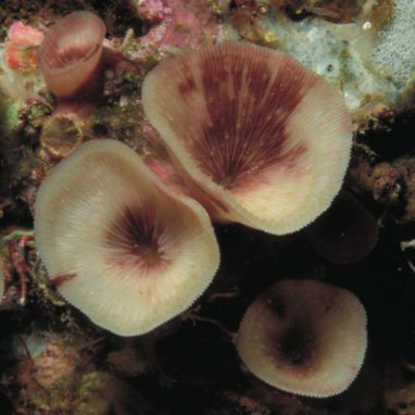 Loài san hô kỳ lạ sống trong hang