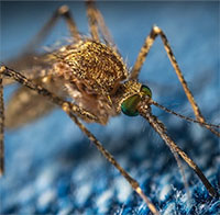 Loại virus lây qua muỗi có thể gây tổn thương thần kinh
