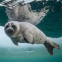 Loạt ảnh hải cẩu cực hiếm tại hồ sâu nhất thế giới