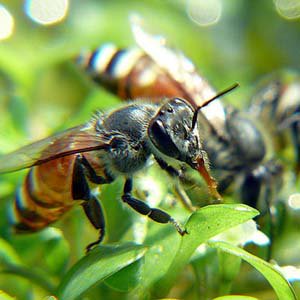 Lời giải nào cho sự suy giảm bí ẩn của loài ong