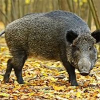 Lợn rừng nhiễm phóng xạ do thử nghiệm hạt nhân