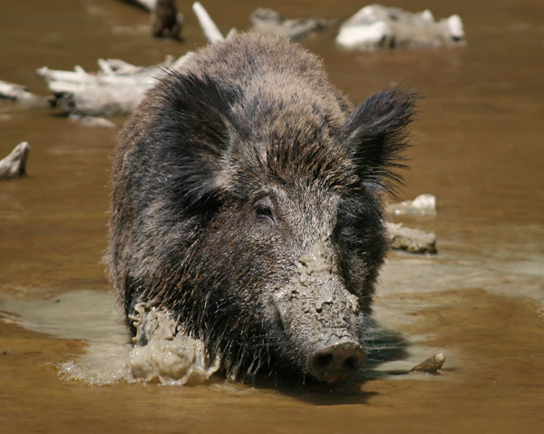 Lợn rừng xuất hiện ở vườn quốc gia U Minh Hạ