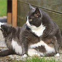 Lũ mèo thực sự đang ngày càng béo hơn và khoa học bảo rằng mọi thứ đều có lý do