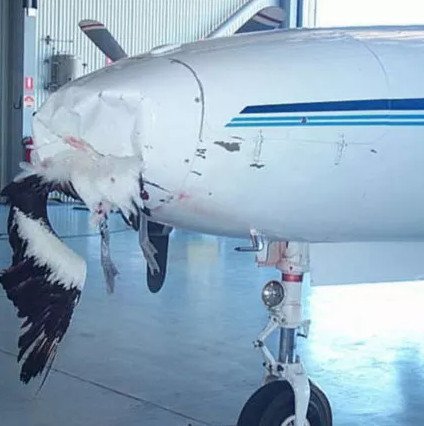 Lý giải khoa học cho trường hợp chim va chạm với máy bay gây thiệt hại nặng