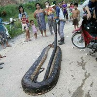 Malaysia: Bắt trăn khổng lồ nặng 1 tạ to lớn chưa từng thấy