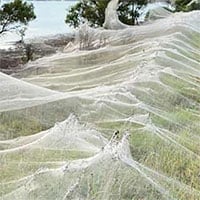 Mạng nhện khổng lồ xuất hiện ở Australia