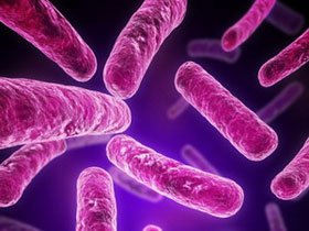 Manh mối để phát triển vắcxin chống khuẩn E.coli