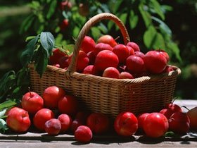 Mất 20 năm để nuôi cấy giống táo đỏ thế hệ mới