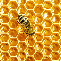 Mật ong được hình thành như thế nào?