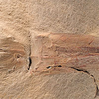 Mẫu hóa thạch có niên đại gần 330 triệu năm tuổi cho thấy, bạch tuộc có thể đã có trước khủng long