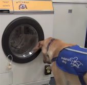 Máy giặt khởi động theo tiếng chó sủa