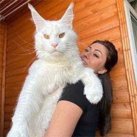 Mèo Kefir - Con mèo trắng tại Nga được coi là to lớn nhất thế giới