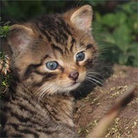 Mèo rừng mắt xanh quý hiếm chào đời trong sở thú Scotland