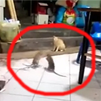 Mèo sợ hãi chứng kiến 2 con chuột khổng lồ đánh nhau trước mặt