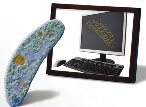 Mô hình máy tính vi khuẩn lây truyền qua đường tình dục