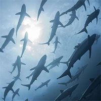 Mối đe dọa nghiêm trọng khi cá mập trở thành thức ăn cho vật nuôi