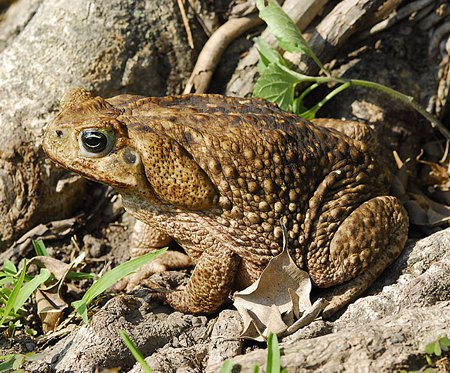 Một bang Australia tuyên chiến với ếch khổng lồ