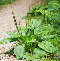 Một loại “cỏ bổ thận” chuyên mọc hoang ở ruộng rau hóa ra có rất nhiều công dụng