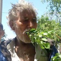 Một người Pakistan ăn lá cây để sống trong 25 năm, không bao giờ bị ốm
