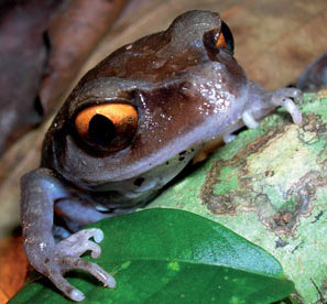 Một số loài ếch của châu Á có thể tuyệt chủng trước khi được phát hiện