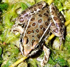 Một số loài ếch nhái thoát khỏi nạn tuyệt chủng do nấm Chytridiomycosis