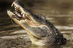 Mozambique tuyên chiến với cá sấu ăn thịt người