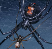 Múa “khêu gợi” giúp nhện đực tránh họa sát thân