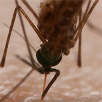 Muỗi cắm vòi qua da và hút máu như thế nào?
