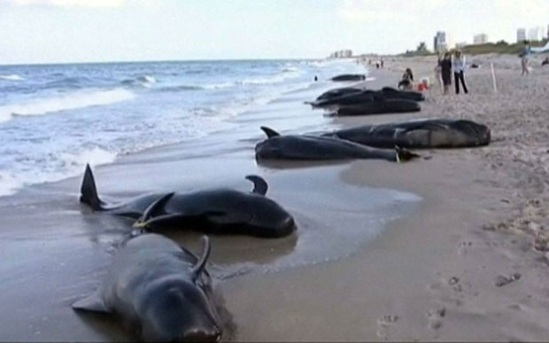 Mỹ điều tra vụ 17 con cá voi bị chết do dạt vào bờ