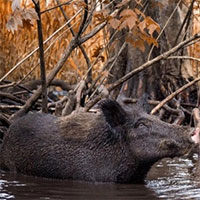 Mỹ đối phó lợn rừng xâm hại bằng cách ăn thịt