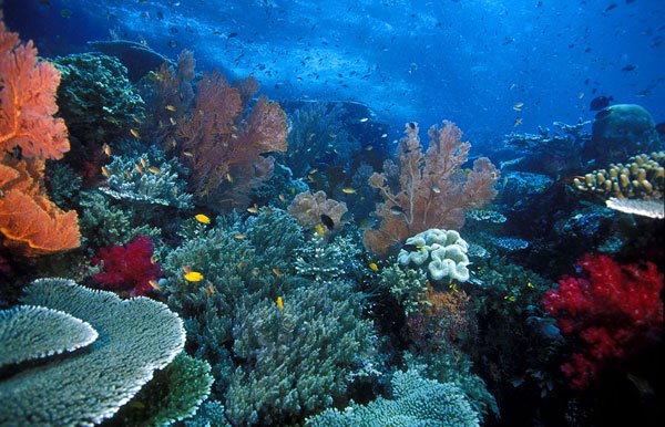 Mỹ-Indonesia bảo vệ đa dạng sinh học tam giác san hô