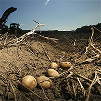 Mỹ nghiên cứu giống khoai tây có khả năng chống chịu biến đổi khí hậu
