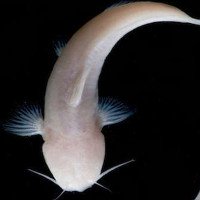 Mỹ phát hiện loài cá màu hồng không có mắt cực kỳ quý hiếm