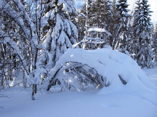Mỹ: Thành phố Anchorage ngập tuyết tới 3,4m