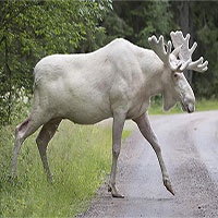 Nai sừng tấm trắng hiếm gặp băng ngang quốc lộ Canada