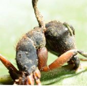Nấm biến kiến thành thây ma để kiểm soát kiến, cho kiến chết quanh tổ