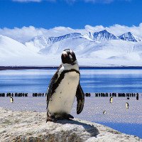 Nam Cực suy giảm đa dạng sinh học nghiêm trọng khi nước biển nóng lên