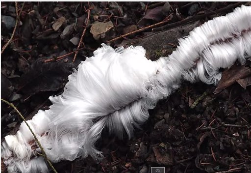 Nấm Exidiopsis effusa khiến băng mọc trắng như tóc bạc trên gỗ mục